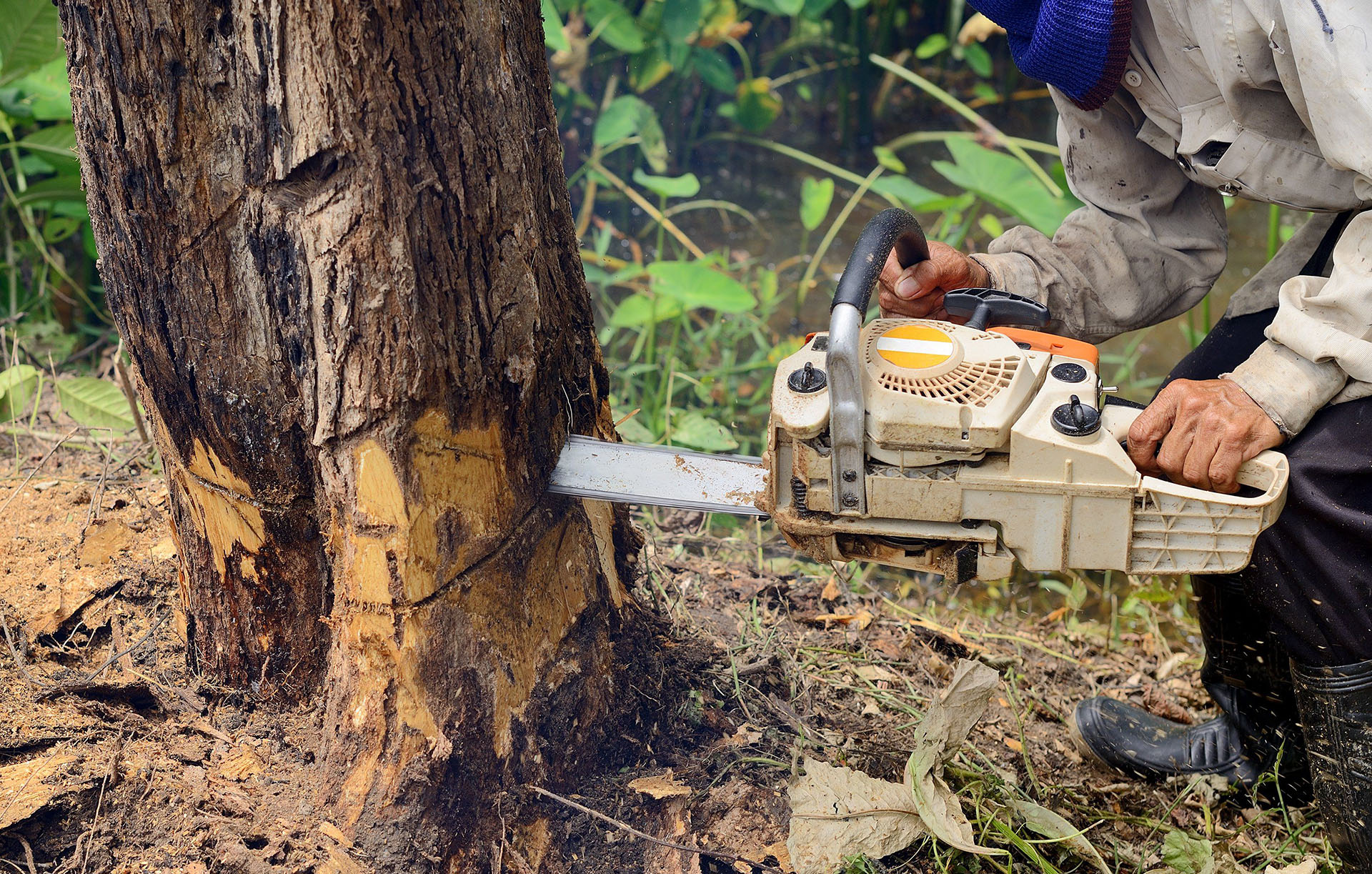 Timber Tree Services